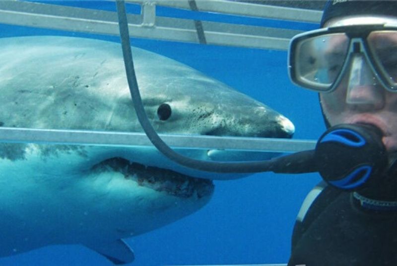 Kelly Tarltons Sea Life Aquarium Shark Cage Dive (MY) Travel